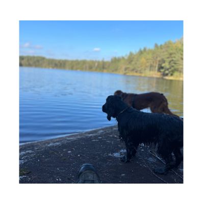 Dalslandliebe Frida (Cocker) und Merle (Irish Setter) am See in Kynefjäll
