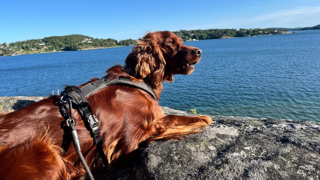 Merle auf den Klippen von Möllön  Fotocredit Sibille Kurdts  @Dalslandliebe