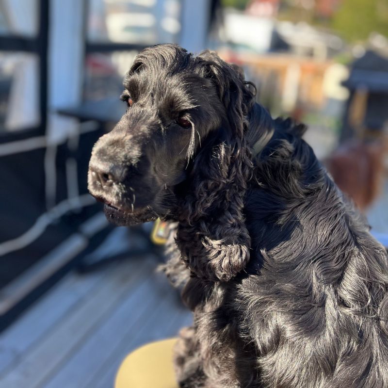 Black Hill Giggs
Frida
Cocker Spaniel
Fotocredit Sibille Kurdts
©Dalslandliebe