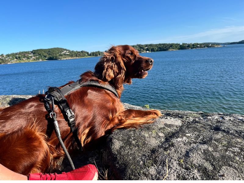 Kurztrip - Irish Setter liegt auf einem Felsvorsprung und blickt in die schwedischen Schären. Fotocredit Sibille Kurdts