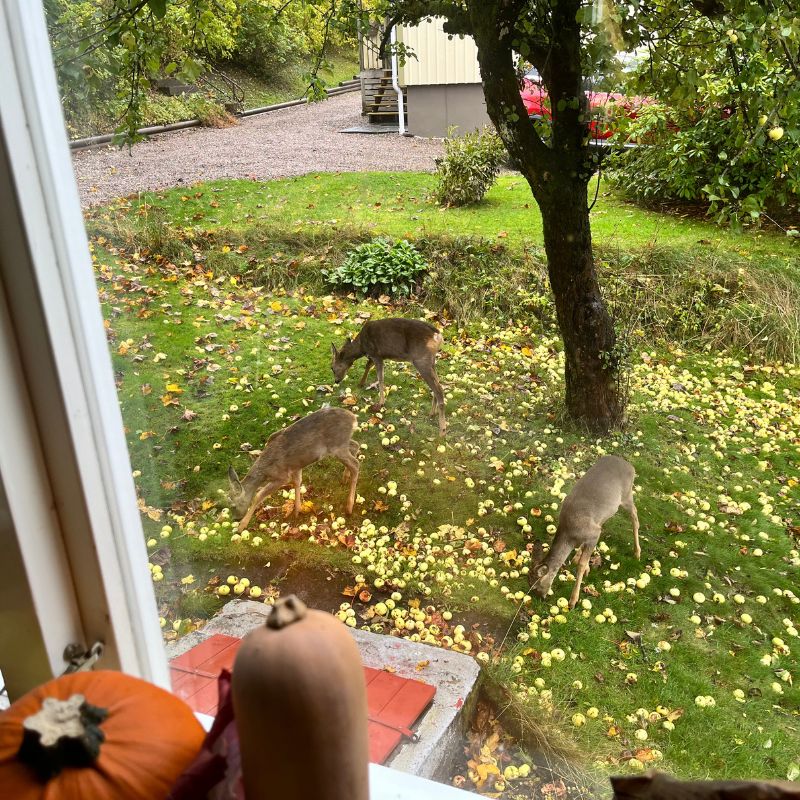 Unser Haus hat im Herbst immer Tierbesuch
Fotocredit Sibille Kurdts
@Dalslandliebe