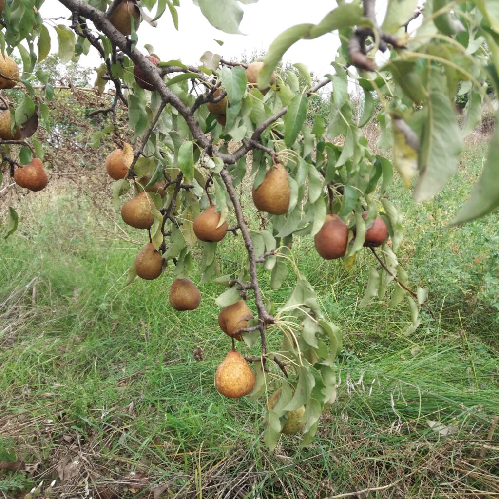 Mein erstes Experiment mit wilder Fermentation: ein Birnen-Shrub
Wilde Wiese mit Birnbaum Fotocredit Maria Squarra @Dalslandliebe